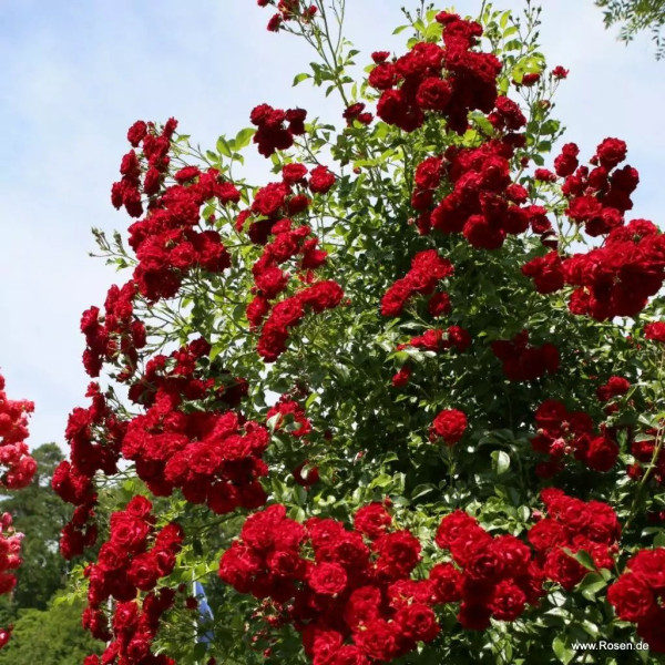 CRIMSON SILUETTA® CRIMSON SILUETTA®